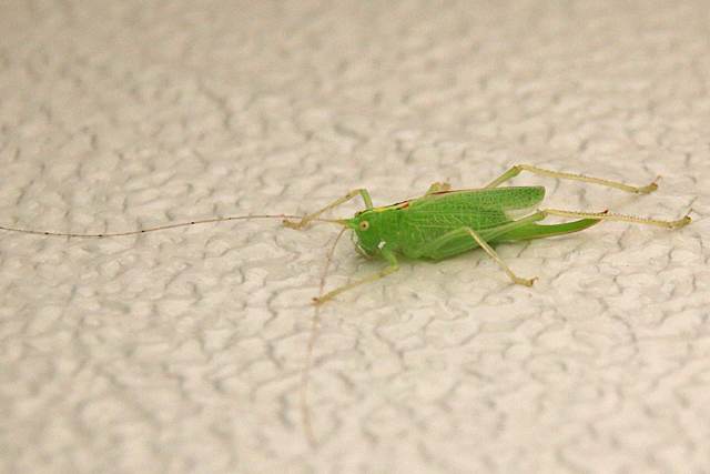 Rechtvleugeligen (Orthoptera)